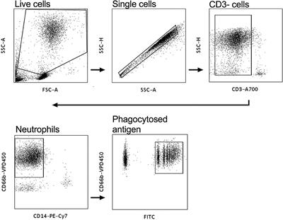 Topical Tenofovir Pre-exposure Prophylaxis and Mucosal HIV-Specific Fc-Mediated Antibody Activities in Women